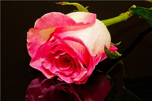 粉红玫瑰,花,黑色背景,背景,特写