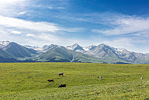 新疆喀拉峻草原,高山草原,高山牧场