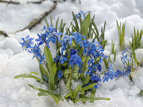 绵枣儿属植物,海葱,雪地