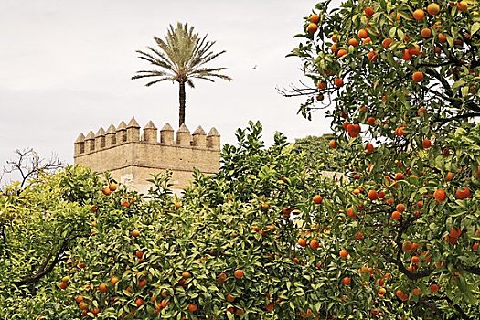 橘树,塞维利亚,西班牙