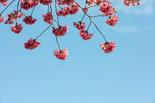 春暖花开樱花背景图