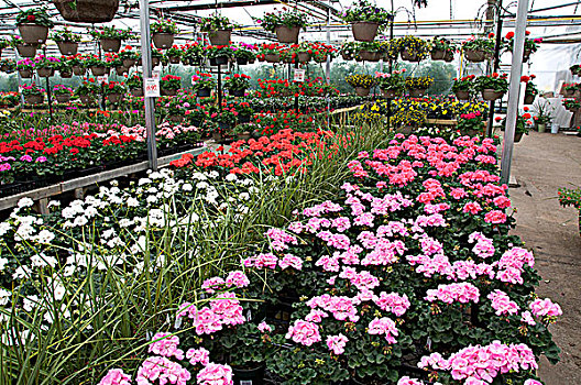 品种,家居,开花植物,商业,温室,靠近,桑德贝,安大略省,加拿大