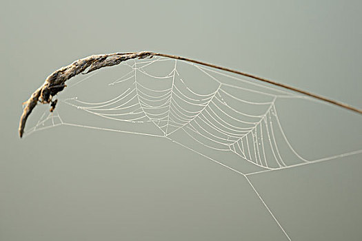 特写,蜘蛛网,早晨,秋天,巴伐利亚,德国