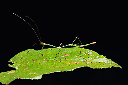 竹节虫,展示,鲜明,红色,膝,京那巴鲁山,国家公园,婆罗洲,马来西亚