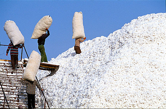 新疆尉犁大型棉花收购加工场内景