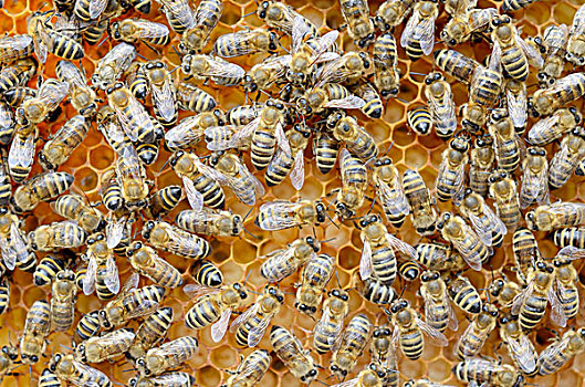 蜂蜜,蜜蜂,工蜂,幼体,白天