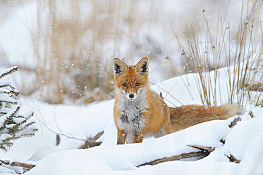 红狐,狐属,下雪,巴伐利亚,德国