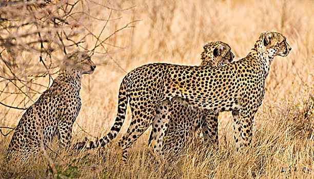 非洲,肯尼亚,印度豹,猎捕