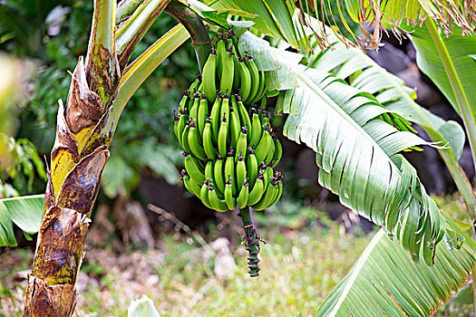 香蕉串,香蕉树,香蕉,种植园,加纳利群岛,西班牙,欧洲