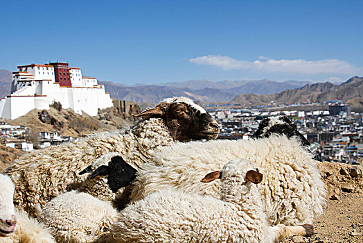 扎什伦布寺的山羊