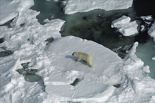 航拍,北极熊,冰,地点,加拿大