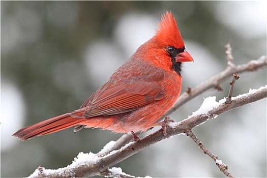 红雀,雪中