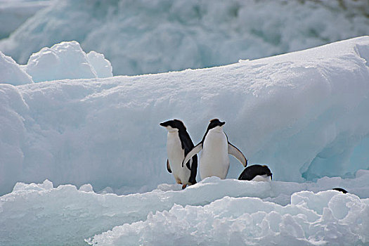 南极,布朗布拉夫,幼小,阿德利企鹅,冰山