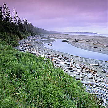 海滩,长滩,环太平洋国家公园,自然保护区,温哥华岛,不列颠哥伦比亚省,加拿大
