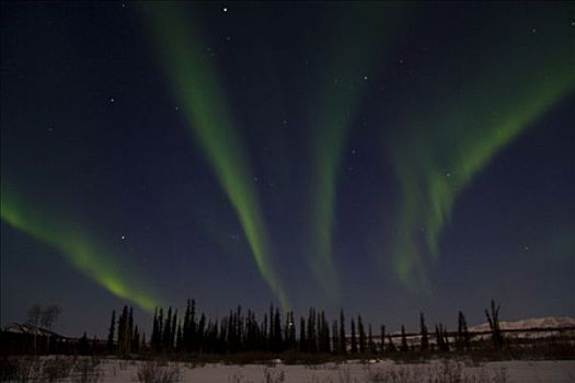 螺旋,绿色,北极光,上方,山谷,树,剪影,育空地区,加拿大