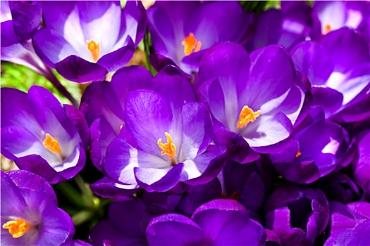 紫色,藏红花,春天,阳光
