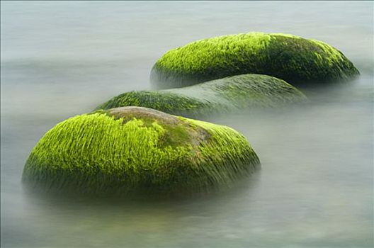石头,藻类,波罗的海,靠近,吕根岛