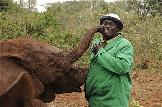 非洲,灌木,大象,非洲象,看护,车站,内罗毕国家公园,内罗毕,肯尼亚