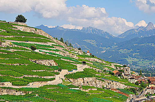 阶梯状,葡萄园,孤单,树,日内瓦湖,拉沃,沃州,瑞士,欧洲