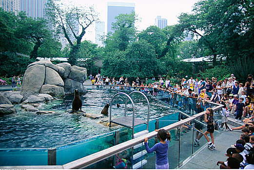 海豹,动物园,中央公园,纽约,美国