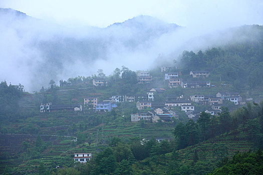 山,树林,雾气,云海,氤氲,绿色,树木,乡村