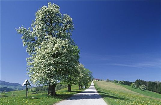 盛开,梨树,下奥地利州