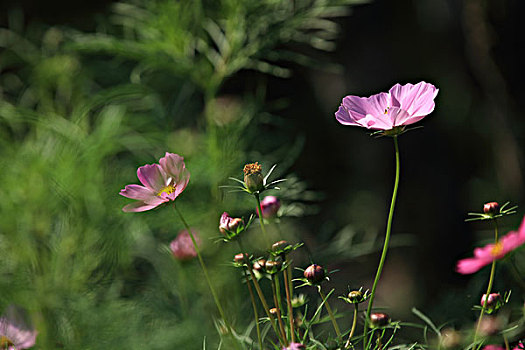 波斯菊