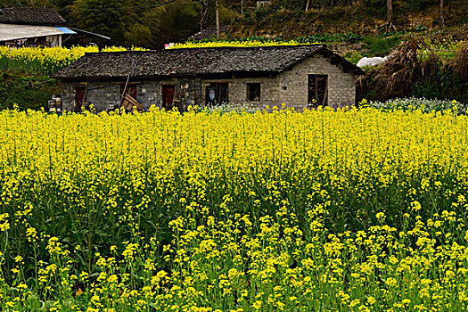 古村花季