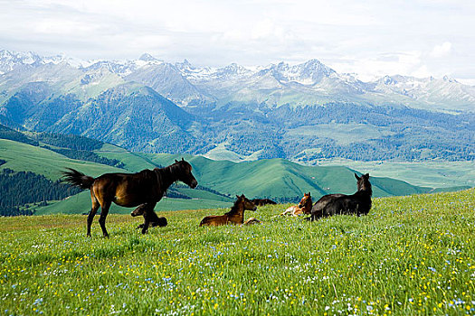 新疆伊犁地区－特克斯－喀拉俊草原