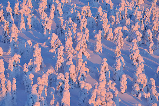 积雪,树,日出,冬天,库萨莫,芬兰