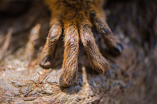 madagascarlemur马达加斯加狐猴手部特写