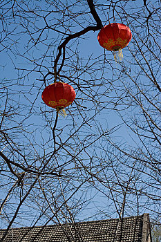 北京白云观树上挂的红灯笼