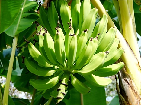 香蕉串,树上