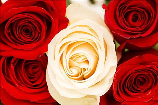 特写,红色,白色,玫瑰