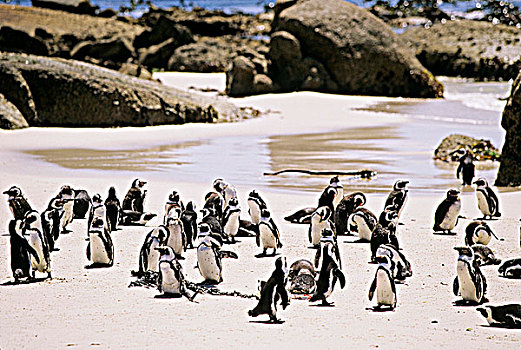 南非,岬角,半岛,漂石,海滩,非洲企鹅,黑脚企鹅