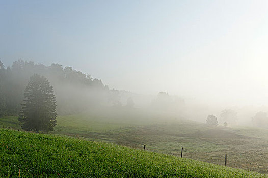 晨雾,靠近,洛伊萨赫河,山谷,上巴伐利亚,巴伐利亚,德国,欧洲