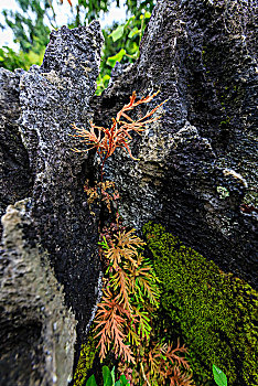 石壁上的苔藓地衣蕨类