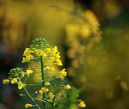 油菜花