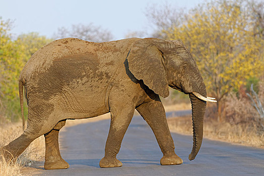 非洲,灌木,大象,非洲象,成年,雄性动物,道路,克鲁格国家公园,南非