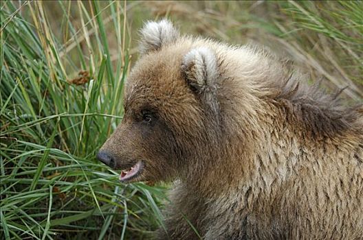 阿拉斯加,棕熊,幼仔,肖像,卡特麦国家公园,美国