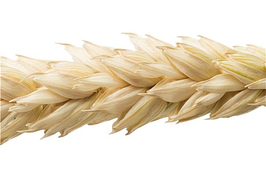 特写,小麦,谷类作物
