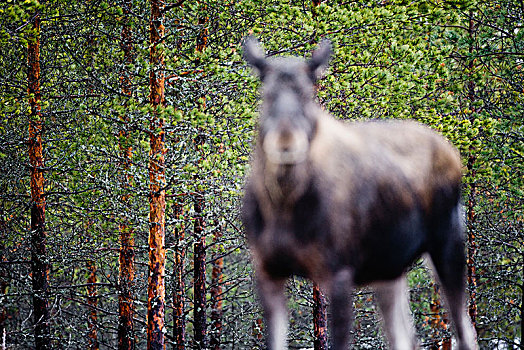 麋鹿,树林,瑞典