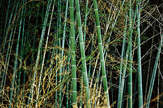 竹林,日本