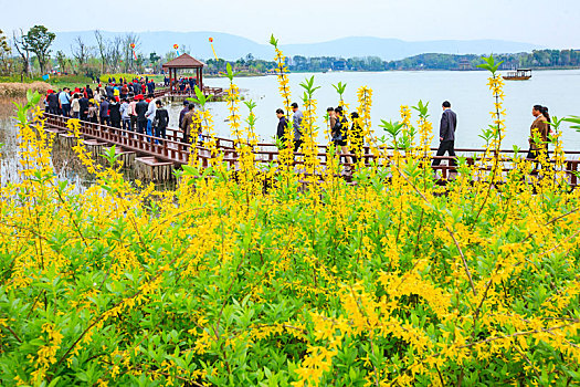 水面,湖面,花,游客,江苏,常熟,尚湖,尚湖风景区,牡丹,江南,春色