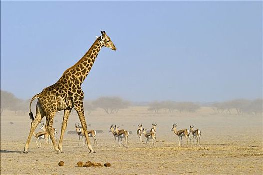 长颈鹿,牧群,跳羚,博茨瓦纳,非洲