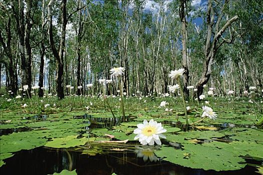 莲,开花,干河道,卡卡杜国家公园,北领地州,澳大利亚