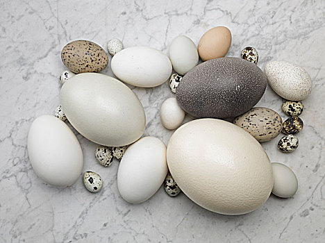 多样,蛋,大理石,鹌鹑蛋,鸡,鸵鸟
