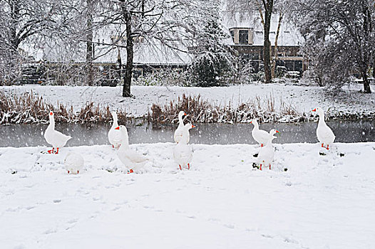 冬天雪景下雪河边的鹅