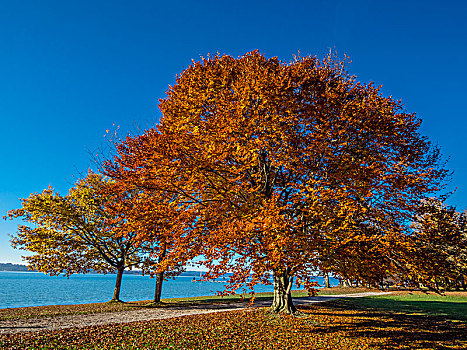 秋天,施塔恩贝格湖,巴伐利亚,德国