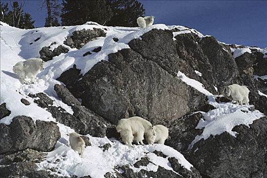石山羊,雪羊,牧群,积雪,石头,班芙国家公园,加拿大
